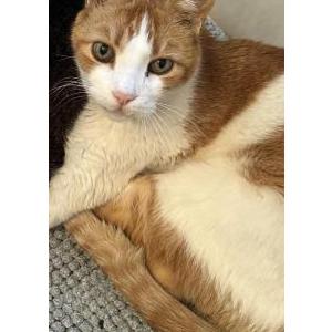 Lost Cat Owen