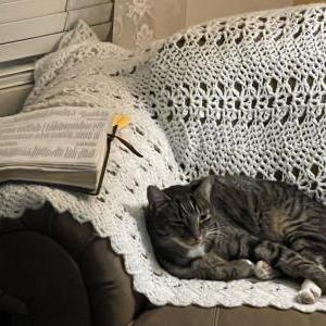 Image of Moxie, Lost Cat