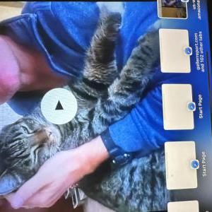 2nd Image of Moxie, Lost Cat
