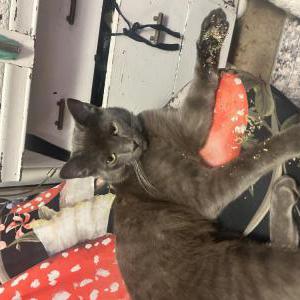 Lost Cat Bluey