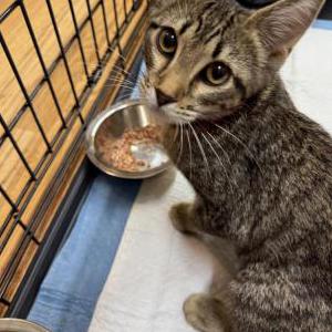 Found Cat Unknown