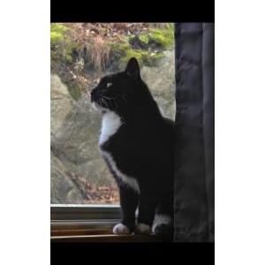 Image of Peepee, Lost Cat