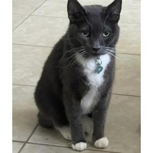 Lost Cat Bob