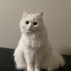 Lost Cat Donna