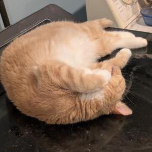 Lost Cat Candy