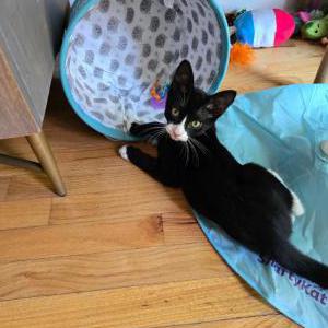 Lost Cat Norman