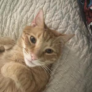 Lost Cat Winston