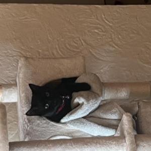 Lost Cat Albus