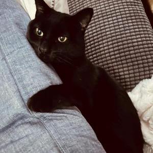 Lost Cat midnight