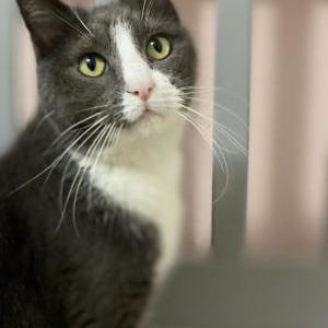 Image of Misfit, Lost Cat