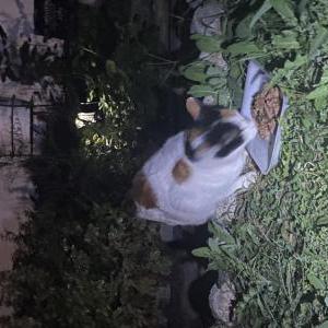 Found Cat unknown