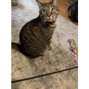 Lost Cat Senna