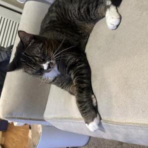Lost Cat Stitch