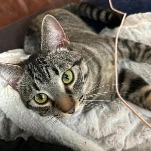Lost Cat rowdy cat