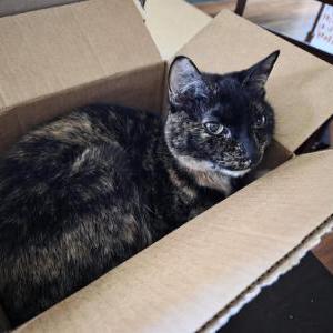 Lost Cat Joie