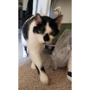 Lost Cat Happy
