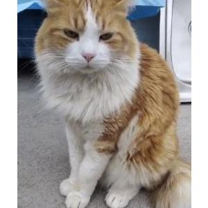 Lost Cat Jeremiah