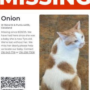 Lost Cat Onion