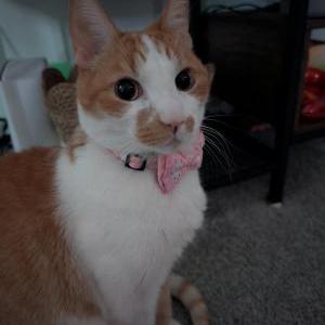Lost Cat Lars