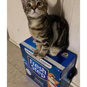 Lost Cat Mia