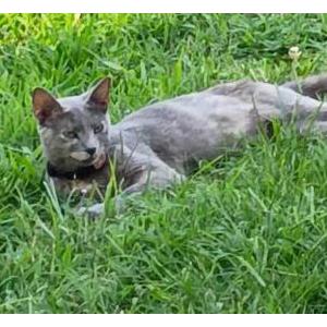 Image of Miss Kitty, Lost Cat