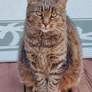 Image of CATRICK, Lost Cat