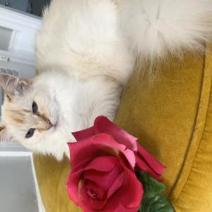 Lost Cat Coco