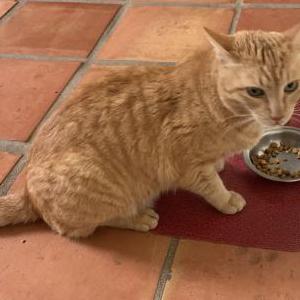 Lost Cat Hunter