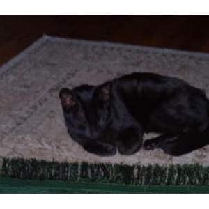 Lost Cat Luna