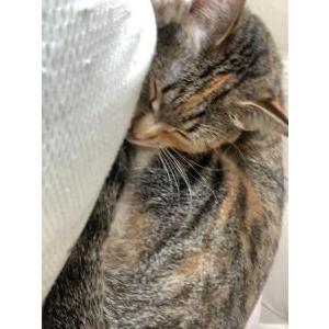 Lost Cat Mika