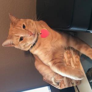 Lost Cat Oscar