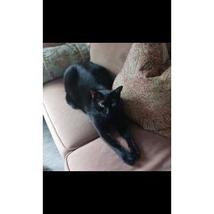Found Cat Unknown