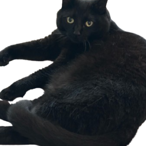 Image of Fred, Lost Cat