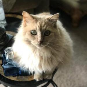 Lost Cat Gabby