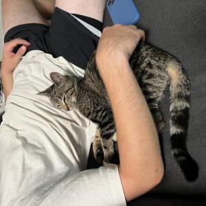Found Cat Unknown