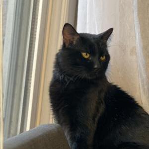 Lost Cat Percy