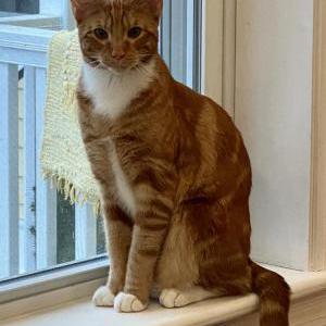 Lost Cat Gado