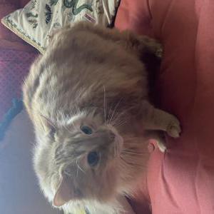 Lost Cat Captain