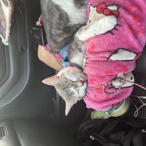 Image of Pretty Lady, Lost Cat