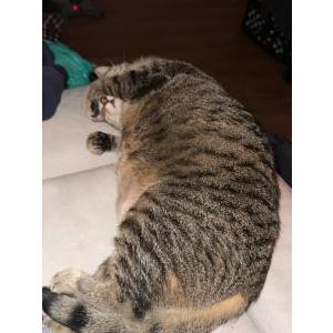 Lost Cat Luna