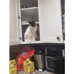 Lost Cat Diamond
