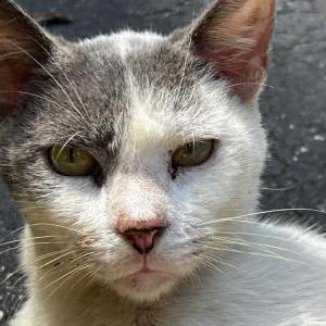 Image of Unknown, Found Cat