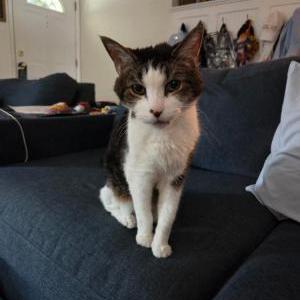 Image of Ringo, Lost Cat