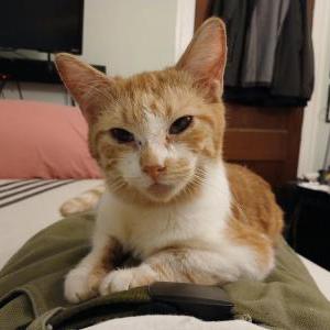 Image of Robbie, Lost Cat
