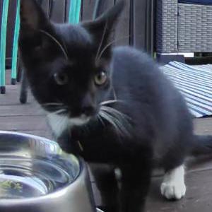 Lost Cat Elfie