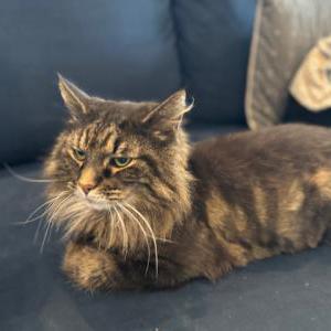 Lost Cat Aslan