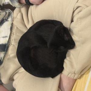 Found Cat Unknown