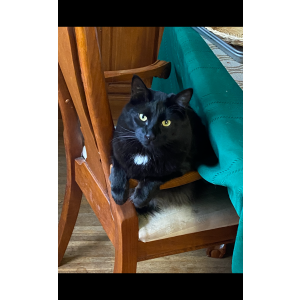 Image of Harry, Lost Cat