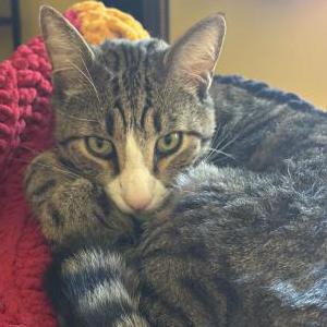 Lost Cat Wilson