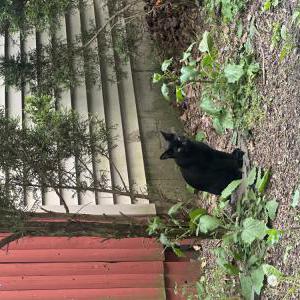 Image of Shadow, Lost Cat